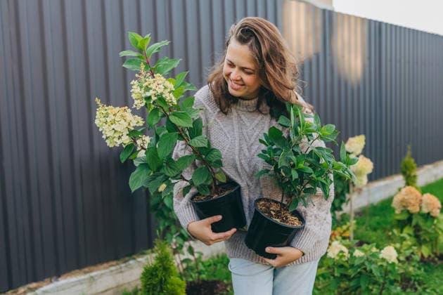 Smiling adult holding potted hydrangea plants in backyard garden model released, Symbolfoto property released, NASF00179