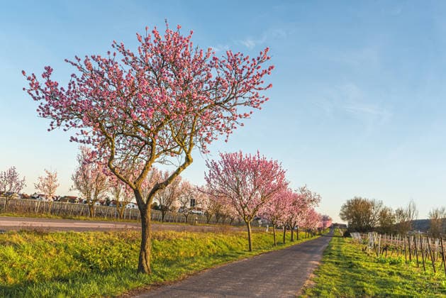 Mandelblüte an der Deutschen Weinstraße, Bad Dürkheim, Rheinland-Pfalz, Deutschland Mandelblüte an der Deutschen Weinstraße, Bad Dürkheim, Rheinland-Pfalz, Deutschland (License=RF) Copyright: xZoonar.com ConnyxPokornyx 24818463