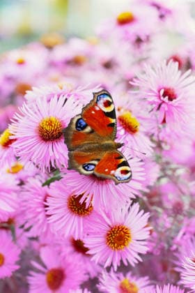 Hintergrund mit herbstlich-rosa Chrysanthemen oder Astern und einem wunderschönen Europäischen Pfauenaugen-Schmetterling (lateinischer Name: Inachis io), bezaubernde Naturlandschaft - Bildmontage autumn pink chrysanthemum or aster flowers background with beautiful european peacock butterfly (latin name inachis io), lovely landscape of nature (License=RF) Copyright: xZoonar.com JuliaxSudnitskayax 24819732