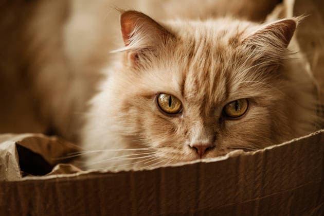 British longhair red cat resting hidden in cardboard box property released, VLF00025