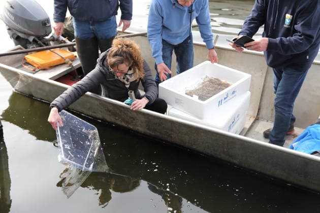 Umweltministerin Hanka Mittelstädt (SPD) beim Einsetzen von Glasaalen in die Havel in Potsdam, 24. März 2026. Brandenburg Glasaale für die Havel *** Minister for the Environment Hanka Mittelstädt SPD putting glass eels into the Havel in Potsdam, March 24, 2026 Brandenburg Glass eels for the Havel