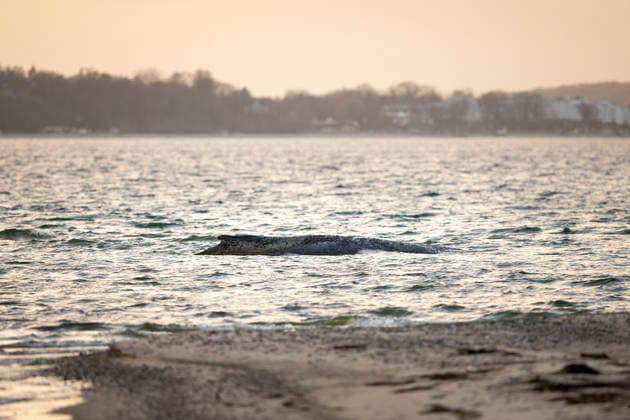 News Bilder des Tages Buckelwal strandet vor Niendorfer Hafeneinfahrt (Timmendorfer Strand), 25.03.26 Timmendorfer Strand Schleswig-Holstein Germany *** Humpback whale stranded off Niendorf harbor entrance Timmendorfer Strand , 25 03 26 Timmendorfer Strand Schleswig Holstein Germany Copyright: xAgentur54GradÂ°x xFelixxKoenigx