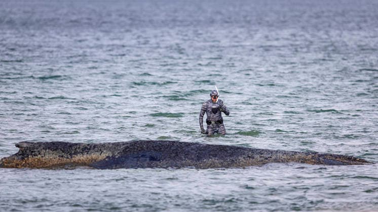News Bilder des Tages Robert Marc Lehmann bei seinem Wassergang zu dem Wal. Buckelwal strandet vor Niendorfer Hafeneinfahrt (Timmendorfer Strand), 26.03.26 Timmendorfer Strand Schleswig-Holstein Germany *** Robert Marc Lehmann during his water walk to the whale Humpback whale stranded off Niendorf harbor entrance Timmendorfer Strand , 26 03 26 Timmendorfer Strand Schleswig Holstein Germany Copyright: xAgentur54GradÂ°x xFelixxKoenigx