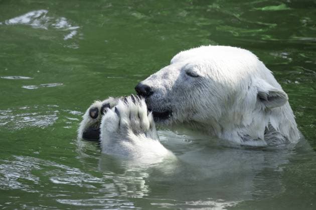 Lustiger weißer Eisbär, der in lustiger Pose sitzt und im Berliner Zoo spielt. Natur, Tierhintergrund. Schutz, Wildtiere und Konzept der globalen Erwärmung Funny white polar bear sitting in funny pose and playing in Berlin zoo. Nature animal background. protection wild animals and global warming concept Copyright: imageBROKER ELENxMARLEN ibxiqx16997841.jpg