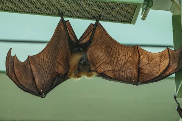 Fruchtfledermaus hängt an einem Baum im Wald. Lyles fliegender Fuchs. Eine Fledermaus hängt kopfüber mit ausgebreiteten Flügeln von der Decke in einem Raum Fruit bat hanging on tree in forest. Lyle s flying fox. a bat hangs upside down with its wings spread out from the ceiling in a room Copyright: imageBROKER ELENxMARLEN ibxiqx17000152.jpg