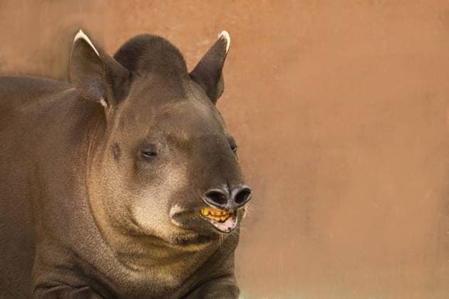 Porträt von Tapirus terrestris. Nahaufnahme eines Tapirs. Das exotische Tier lügt und schaut in die Kamera Portrait of Tapirus terrestris. closeup portrait of a tapir. The exotic animal lies and looks at the camera Copyright: imageBROKER OlenaxHuhn ibxiqx17000176.jpg