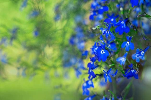 Leuchtend blaue Blüten der Lobelia erinus blühen in einem Sommergarten vor einem verschwommenen grünen Hintergrund. Konzept für Gartenarbeit und Blumendekoration. Leuchtend blaue Blüten der Lobelia erinus blühen in einem Sommergarten vor einem verschwommenen grünen Hintergrund. Konzept für Gartenarbeit und Blumendekoration. (License=RF) Copyright: xZoonar.com SvetlanaxKhutornaiax 24827424