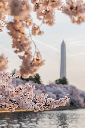 March 27, 2026, Washington, District Of Columbia, USA: Cherry blossoms bloom along the Tidal Basin with the Washington Monument in the background in Washington, D.C. Washington USA - ZUMAk206 20260327_znp_k206_005 Copyright: xMattxKaminskyx
