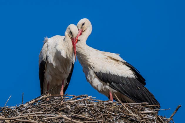 Weißstorch (Ciconia ciconia) im Horst vor der Kirche in Lebus (Landkreis Märkisch-Oderland) im Oderbruch. *** White stork Ciconia ciconia in the eyrie in front of the church in Lebus, district of Märkisch Oderland in Oderbruch