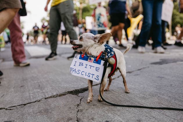 No Kings Protest Los Angeles A dog with a sign is seen during the No Kings national day of protest in Los Angeles, California, U.S., on March 28, 2026. Huge crowds rallied across the United States against President Donald Trump, criticizing what protesters described as his authoritarian style of governing, hardline immigration policies and the war with Iran. Organizers said at least 8 million people gathered at more than 3,300 events, while U.S. authorities provided no national crowd estimate. Los Angeles California United States Copyright: xDavidxPashaeex