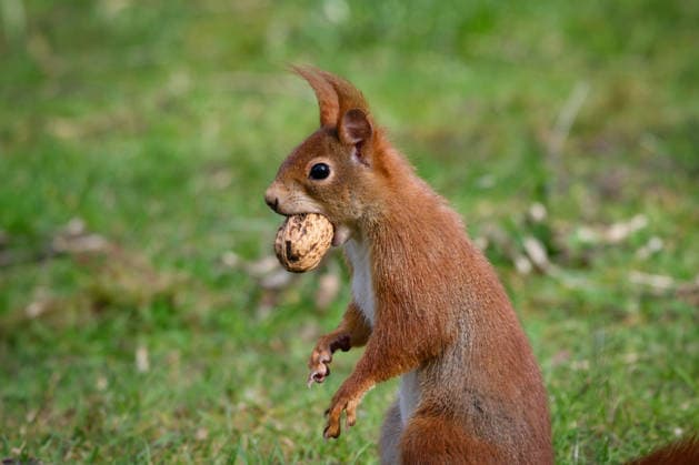 Eichhörnchen mit Walnuss im Maul: Melatenfriedhof, Köln Niedliche Nahaufnahme eines roten Eichhörnchens, das aufrecht steht und eine ganze Walnuss im Maul trägt. Wildtiere auf dem Melatenfriedhof in Köln. (License=RF) Copyright: xZoonar.com GerdxHarderx 24849394