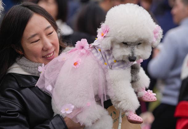 Entertainment Bilder des Tages #2 (260330) -- VANCOUVER, March 30, 2026 -- A woman holds her dog in costume at a pet parade during the Vancouver Cherry Blossom Festival in Vancouver, British Columbia, Canada, on March 29, 2026. (Photo by Xinhua) CANADA-VANCOUVER-PET PARADE LiangxSen 