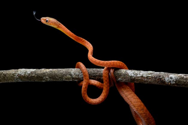 Creative Highlights World Close up of a juvenile Black-headed Cat Snake (Boiga nigriceps) Jakarta, Jakarta, Indonesia CR_DIOE260328-1989635-01