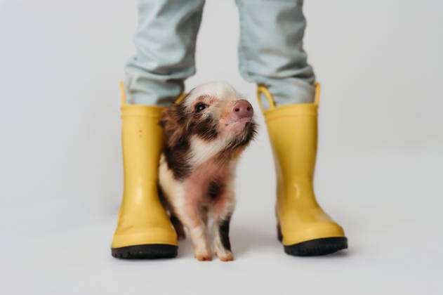 little girl holding umbrella and pig wearing a rain coat Beaver, West Virginia, United States CR_ZVBJ260329-1988936-01 ,model released, Symbolfoto
