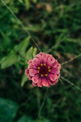 Overhead view of single pink zinnia growing in backyard garden Sioux Falls, South Dakota, United States R_ASWE260328-1988574-01