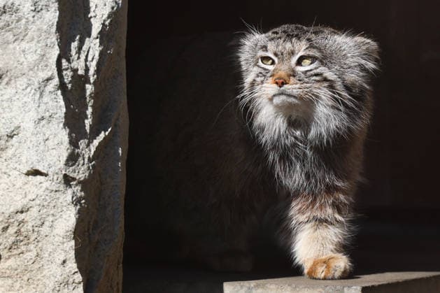 RUSSIA, MOSCOW - MARCH 30, 2026: Timofei the Manul is seen at Moscow Zoo. Veronika Zorina TASS  90726795
