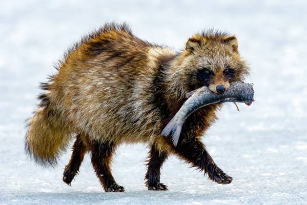 Creative Highlights World RUSSIA, PRIMORYE REGION - MARCH 19, 2026: A common raccoon dog with a fish is seen in the Land of the Leopard National Park. Yuri Smityuk TASS  90725451