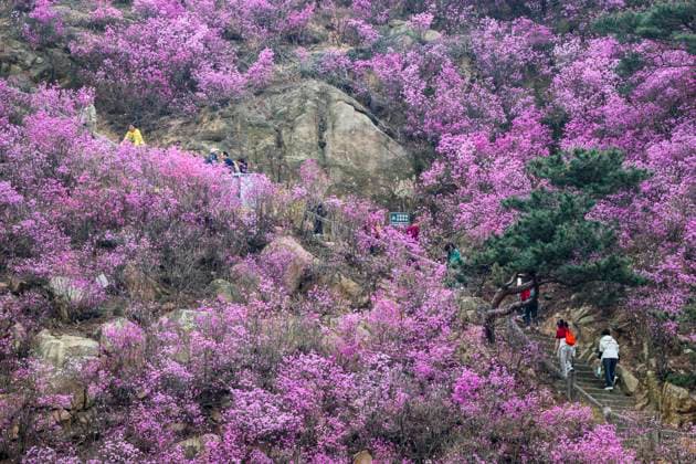 News Bilder des Tages #2 Blooming Rhododendron Flowers QINGDAO, CHINA - MARCH 30, 2026 - Tourists are climbing and enjoying themselves among the blooming rhododendron flowers in Zhushanxiugu Valley on the west coast of Qingdao City, Shandong Province, China on March 30, 2026. Qingdao Shandong China  Copyright: xCFOTOx i1774952708222