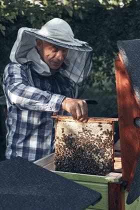 Imker arbeitet im Bienenhaus. Mit Bienen und Honig auf der Wabe die Wabe aus dem Bienenstock ziehen. Echte Menschen, authentische Situationen Beekeeper working in apiary. Drawing out the honeycomb from the hive with bees and honey on comb. Real people, authentic situations Copyright: imageBROKER PrzemekxKlos ibxiqx16931044.jpg ,model released, Symbolfoto ,property released