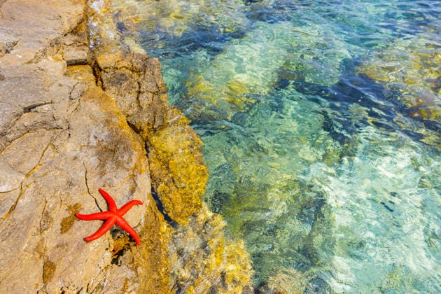 Creative Highlights World Purpurstern, Purpurseestern, Roter Seestern, Blutstern, Roter Mittelmeerseestern (Echinaster sepositus), roter Seestern liegt auf einem Felsen in der Bucht von Ustrine, Kroatien, Cres, Ustrine red Mediterranean sea star (Echinaster sepositus), lying on a rock by the sea, Croatia, Cres, Ustrine BLWS745351 *** Purple star, Purple starfish, Red Starfish, Bloodstar, Red Mediterranean starfish Echinaster sepositus , Red Starfish is at a Rocks in the Bay from Ustrine, Croatia, Cres, Ustrine Red Mediterranean Sea Star Echinaster sepositus , Lying ON a Rock by The sea, Croatia, Cres, Ustrine BLWS745351 Copyright: xblickwinkel D.xu.xM.xSheldonx