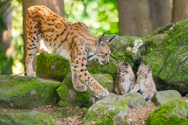 Eurasischer Luchs, Europaeischer Luchs (Lynx lynx), Mutter mit ihren beiden Jungtieren auf einem Felsen im Wald, Deutschland, Bayern Eurasian lynx (Lynx lynx), mother with her cubs on a rock in a forest, Germany, Bavaria BLWS745382 *** Eurasian Lynx, european Lynx Lynx Lynx , Mother with their both Kittens at a Rocks at Forest, Germany, Bavaria EURASIAN Lynx Lynx Lynx , Mother With her Cubs ON a Rock in a forest, Germany, Bavaria BLWS745382 Copyright: xblickwinkel D.xu.xM.xSheldonx