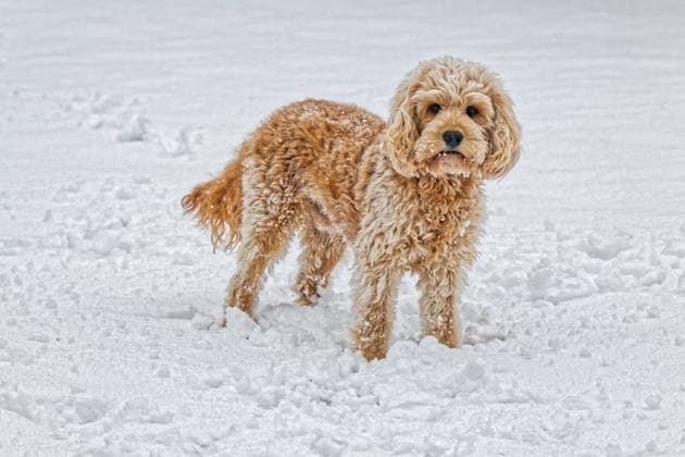 Einer hat Freude am frischen Schnee. Der junge Hund , ein Cockapoo , geniesst die Zeit im winterlichen Park. Siegsdorf Chiemgau Bayern Deutschland *** One enjoys the fresh snow The young dog , a Cockapoo , enjoys the time in the wintry park Siegsdorf Chiemgau Bavaria Germany Copyright: xRolfxPossx