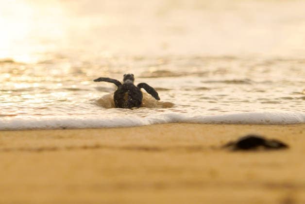 March 31, 2026, Aceh Besar, Aceh, Indonesia: Olive Ridley turtle (Lepidochelys olivacea) hatchlings are seen struggling towards the sea shortly after being released into the wild at Lampuuk Beach, Aceh Besar, Aceh Province, Indonesia, on Tuesday. The Babah Dua Turtle Conservation Institute released 64 hatchlings as part of an effort to protect the habitat of turtles threatened by extinction due to poaching. Aceh Besar Indonesia - ZUMAi115 20260331_zip_i115_011 Copyright: xMuhammadxIqbalx
