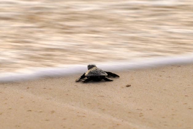 March 31, 2026, Aceh Besar, Aceh, Indonesia: Olive Ridley turtle (Lepidochelys olivacea) hatchlings are seen struggling towards the sea shortly after being released into the wild at Lampuuk Beach, Aceh Besar, Aceh Province, Indonesia, on Tuesday. The Babah Dua Turtle Conservation Institute released 64 hatchlings as part of an effort to protect the habitat of turtles threatened by extinction due to poaching. Aceh Besar Indonesia - ZUMAi115 20260331_zip_i115_024 Copyright: xMuhammadxIqbalx