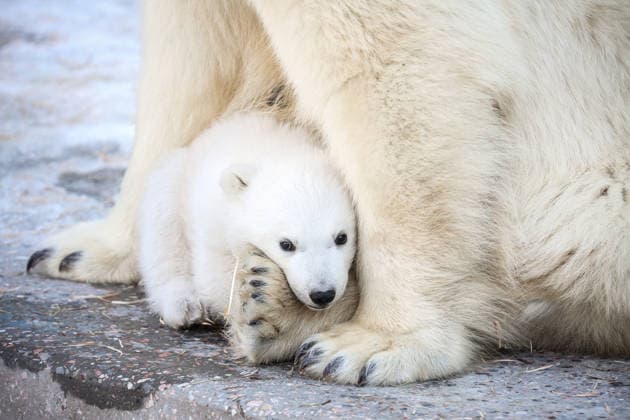 Polar bear cup Gerda at Novosibirsk Zoo RUSSIA, NOVOSIBIRSK - APRIL 01: A polar bear cub is seen at the Novosibirsk zoo named after Rostislav Shilo in Novosibirsk, Russia on April 01, 2026. The cub was born 7 December 2025 to polar bears Kai and Gerda. Biologists haven t yet examined it or determined its sex. Rostislav Netisov Anadolu Novosibirsk Russia. Editorial use only. Please get in touch for any other usage.  Copyright: x2026xAnadoluxRostislavxNetisovx