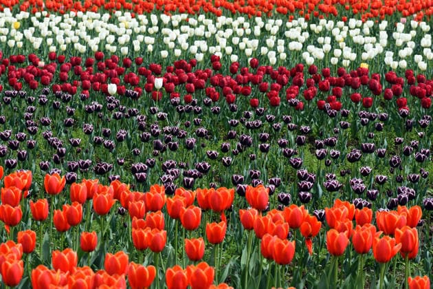 Asia s largest tulip garden opens in Kashmir, India SRINAGAR, JAMMU AND KASHMIR - APRIL 01 : Tulips are pictured at Asia s largest tulip garden as Indira Gandhi Memorial Tulip Garden opens for general public and tourists in Srinagar, Kashmir, India on April 01, 2026. According to officials over 1.8 milion tulips with 75 varieties have been planted in the garden which is located between famed Dal Lake and the Zabarwan hills as the garden remains one of the main attractions for the tourists visiting the Kashmir valley in the Spring season. Faisal Khan Anadolu Srinagar India. Editorial use only. Please get in touch for any other usage.  Copyright: x2026xAnadoluxFaisalxKhanx
