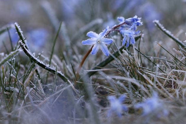 Ein Eisiger Fruehlingsmorgen (Frühlingsmorgen) mit Minustemperaturen. Die gewoehnliche (gewöhnliche) Sternhyazinthe (Schneestolz) blueht (blüht) auf einer Wiese in Siegen. Frost hat sich auf die Wiese und die Sternhyazinthen gesetzt. Fruehling (Frühling) im Siegerland am 02.04.2026 in Siegen Deutschland. *** An icy spring morning Spring morning with minus temperatures The usual common star hyacinth Schneestolz blooms on a meadow in Siegen Frost has settled on the meadow and the star hyacinths Spring in Siegerland on 02 04 2026 in Siegen Germany