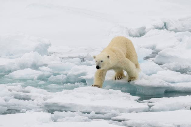 Polar bear (Ursus maritimus) on sea ice, off the coast of Svalbard, Arctic sea, Norway. Svalbard Archipelago Svalbard Norway Copyright: xSergioxPitamitzx xVWPicsx SSH-RM-NO2506080481