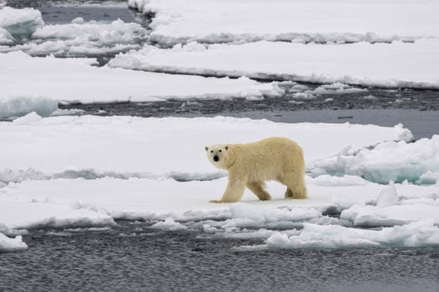 Polar bear (Ursus maritimus) on sea ice, off the coast of Svalbard, Arctic sea, Norway. Svalbard Archipelago Svalbard Norway Copyright: xSergioxPitamitzx xVWPicsx SSH-RM-NO2506080470