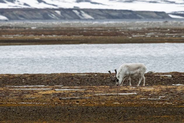 Reindeer (Rangifer tarandus) grazing, Poolepynten, Prins Karls Forland island, Svalbard, Norway. Svalbard Archipelago Svalbard Norway Copyright: xSergioxPitamitzx xVWPicsx SSH-RM-NO2506060409
