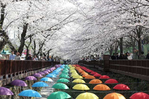 (260402) -- CHANGWON, April 2, 2026 -- People enjoy the scenery of cherry blossoms in Jinhae-gu, Changwon City, South Korea, April 2, 2026. ) SOUTH KOREA-CHANGWON-CHERRY BLOSSOMS YaoxQilin 