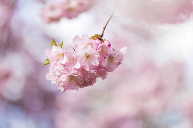 News Bilder des Tages Blütenzauber in Berlin Kirschbaum mit Blüten, fotografiert am 3.4.2026 an der Schwedter Straße in Berlin Prenzlauer Berg. Berlin Berlin Deutschland _H0A6562 *** Blossom magic in Berlin Cherry tree with blossoms, photographed on 3 4 2026 at Schwedter Straße in Berlin Prenzlauer Berg Berlin Berlin Germany H0A6562