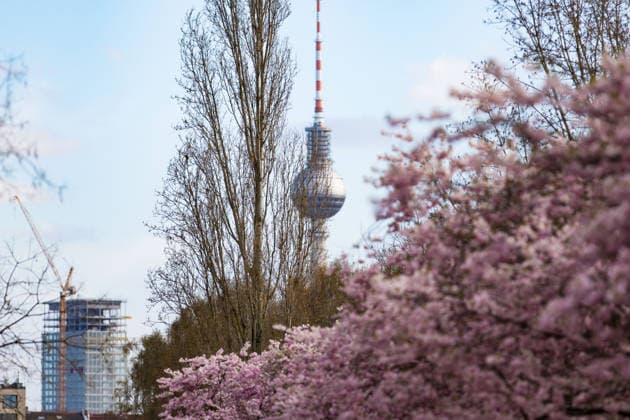 News Bilder des Tages Blütenzauber in Berlin Kirschbaum mit Blüten, im Hintergrund der Berliner Fernsehturm, fotografiert am 3.4.2026 an der Schwedter Straße in Berlin Prenzlauer Berg. Berlin Berlin Deutschland _H0A6932 *** Blossom magic in Berlin Cherry tree with blossoms, in the background the Berlin television tower, photographed on 3 4 2026 at Schwedter Straße in Berlin Prenzlauer Berg Berlin Berlin Germany H0A6932