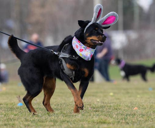 (260404) -- ONTARIO, April 4, 2026 -- A pet dog collects eggs during the 2026 Easter Egg Hunt for Dogs in Hamilton, Ontario, Canada, on April 3, 2026. About 300 participants and their pet dogs took part in this annual traditional event here on Friday to celebrate Easter. (Photo by Xinhua) CANADA-ONTARIO-HAMILTON-EASTER EGG HUNT FOR DOGS ZouxZheng 