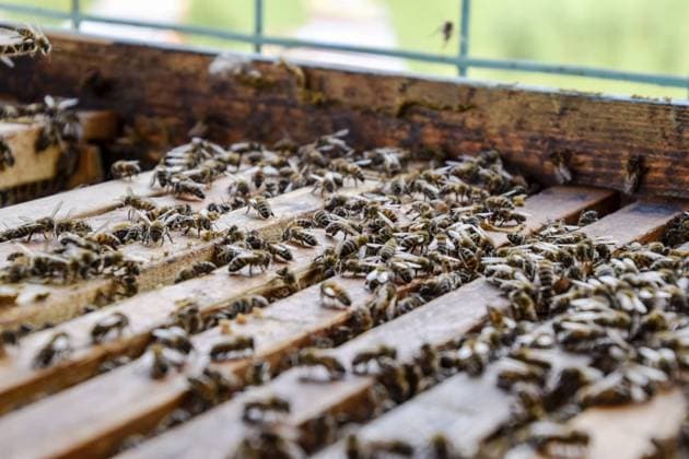 Bienenkorb öffnen. Brett mit Wabe im Bienenstock. Die Bienen kriechen den Bienenstock entlang. Honigbiene Open bee hive. Plank with honeycomb in the hive. The bees crawl along the hive. Honey bee Copyright: imageBROKER LeonidxEremeychuk ibller16590141.jpg