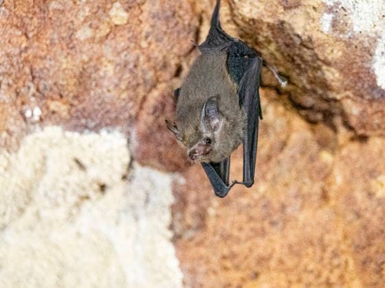 Roosting western sheath-tailed bat in Sakalavas Cave in Madagascar during daytime hours Copyright: MichaelxNolan 1112-13939