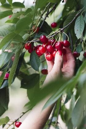 Frau pflückt Kirschbeeren vom Baum Woman picking cherry berries from tree Copyright: imageBROKER PrzemekxKlos ibxiqx16932590.jpg ,model released, Symbolfoto ,property released