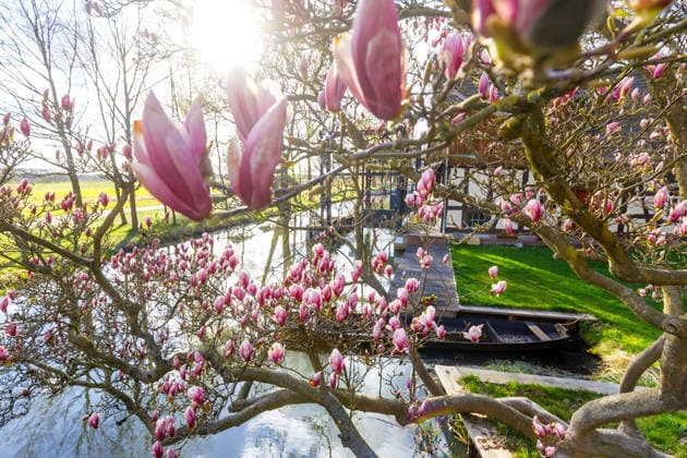 Fruehling im Spreewald DEU Deutschland Brandenburg Raddusch, 07.04.2026, Frühling im Spreewald, Eine rosafarbene Magnolie blüht an der Radduscher Buschmühle bei Raddusch im Spreewald. *** Spring in the Spreewald DEU Germany Brandenburg Raddusch, 07 04 2026, Spring in the Spreewald, A pink magnolia blooms at the Radduscher Buschmühle near Raddusch in the Spreewald AF_Raddusch_29534.jpeg