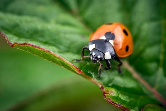 Siebenpunkt Marienkäfer ( Coccinella septempunctata ). Siebenpunkt Marienkäfer ( Coccinella septempunctata ). 20250718MIC0352 *** Seven-spot ladybug Coccinella septempunctata Seven-spot ladybug Coccinella septempunctata 20250718MIC0352