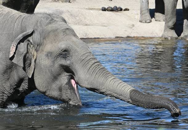 Spring In The Planckendael Zoo MUIZEN, BELGIUM - APRIL 08: The holidays and sunny weather are attracting lots of tourists to the zoos. The animals ( elephants ) at Planckendael Zoo are enjoying the sunshine. on April 08, 2026 in Muizen, Belgium, 08 04 2026 Muizen Belgium  Copyright: xBertxVanxDenxBrouckex
