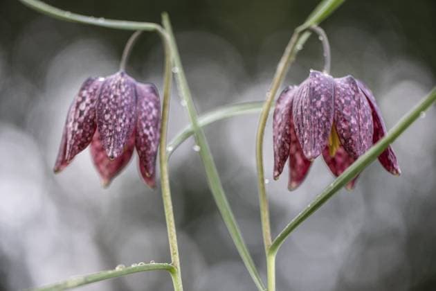 Creative Highlights World Schachbrettblume (Fritillaria meleagris), Emsland, Niedersachsen, Deutschland Snake s Head Fritillary (Fritillaria meleagris), Emsland, Lower Saxony, Germany Copyright: imageBROKER ErhardxNerger ibxenh17270476.jpg