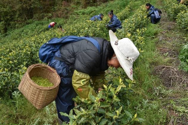 China Spring Tea Harvest Laborers pick tea sprouts in a tea garden in Yunyang county in southwestern China s Chongqing Municipality, Wednesday, April 8, 2026., Credit:RAO GUOJUN Avalon CHINA, CHONGQING, YUNYANG  Copyright: xRAOxGUOJUNx xAvalonx 1089680630