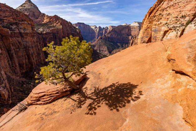 USA, Utah, Zion National Park, Lone pine tree at Zion Canyon Overlook USA,Utah,Zion National Park, 02.09.2025, ,property released TTBB_tbs5103786.jpg, Outdoors,No People,Sandstone,Observation Point,Day,Zion National Park,Nature,Rock Formation,Canyon,Eroded,Geology,Landscape - Scenery,Mountain,Cliff,Scenics - Nature,Travel,Landscape,Horizontal,Shadow,Pine Tree,Single Tree,USA,Utah Copyright: xTetraxImages StevexSmithx