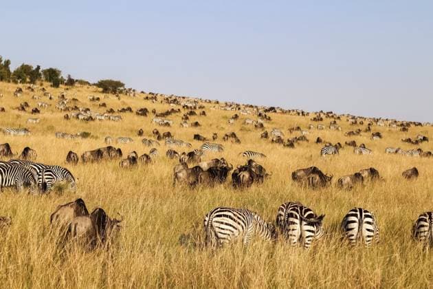 Große Gruppe von Zebras und Gnus, die während ihrer jährlichen großen Migration friedlich in der goldenen Savanne der Massai Mara in Kenia grasen Large group of zebras and wildebeests peacefully grazing in the golden savanna of the Maasai Mara, Kenya, during their annual great migration Copyright: imageBROKER MichaelxPiepgras ibxiqx17174858.jpg