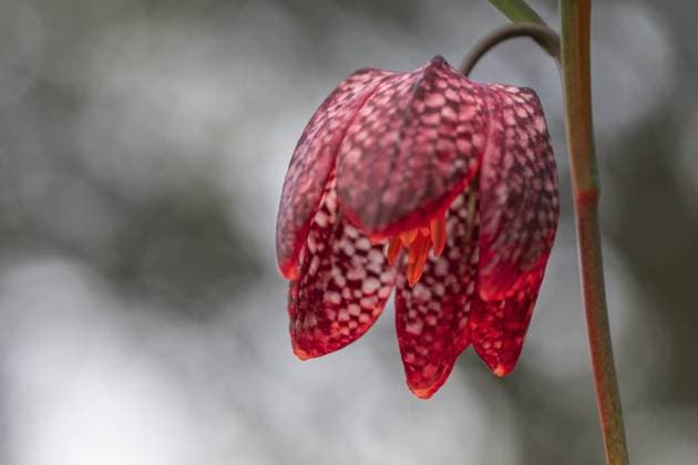 Creative Highlights World Schachbrettblume (Fritillaria meleagris), Emsland, Niedersachsen, Deutschland Snake s Head Fritillary (Fritillaria meleagris), Emsland, Lower Saxony, Germany Copyright: imageBROKER ErhardxNerger ibxenh17232232.jpg