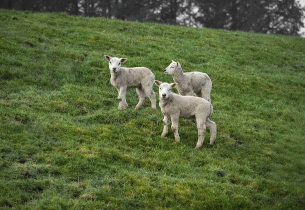 Drei Lämmer auf einer ruhigen grünen Weide, Osterlamm, Schafe auf dem Huntedeich in 27798 Holle, Deutschland Three lambs on a quiet green pasture, Easter lamb, sheep on the Huntedeich in 27798 Holle, Germany Copyright: imageBROKER FrankxNiehaus ibxfni17241479.jpg